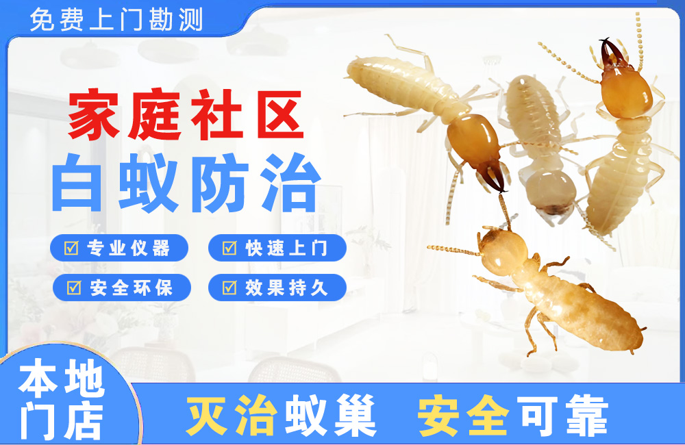 宁波家庭社区白蚁防治