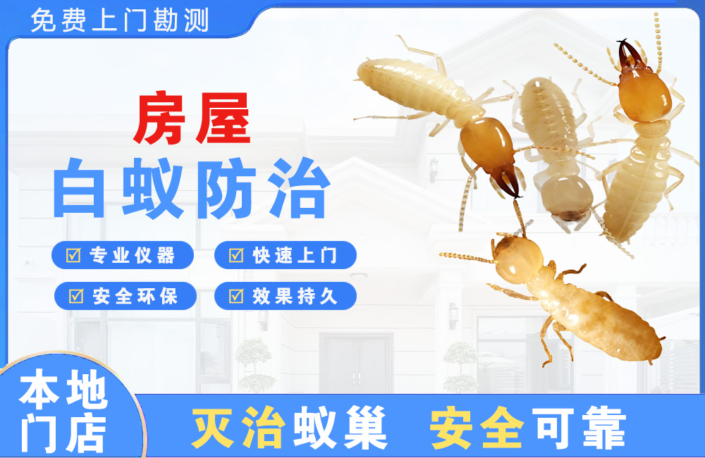 宁波房屋白蚁防治
